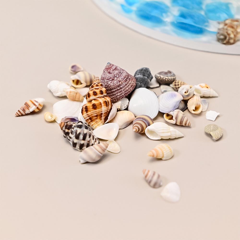 Natural Epoxy-Filled Conch Shells for DIY Crafts and Aquarium Decor