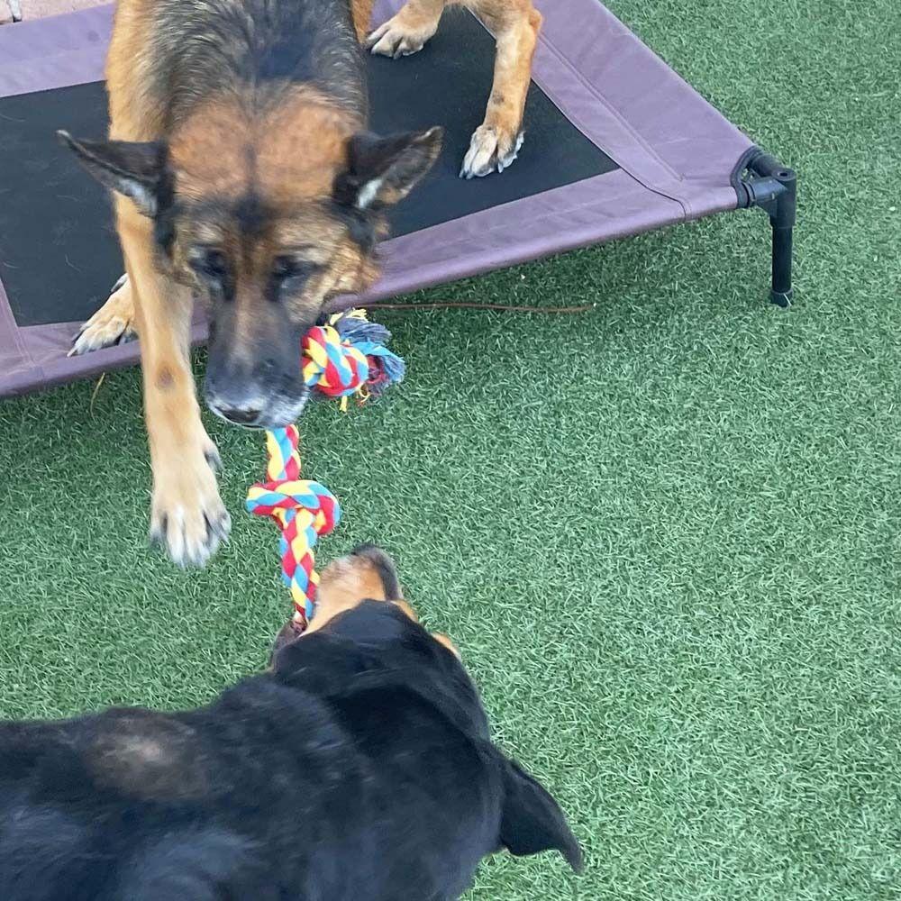 Training Interactive For Small Medium Dogs Dog Throw Toys Pet Supplies Dog Rope Toys Dog Chew Toy