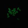 100Pcs/Bag Luminous Fishing Soft Floats Beads Hard Rubber Glow In the Dark Oval Shape Fishing Lures Beads Stoppers Glowing Ball