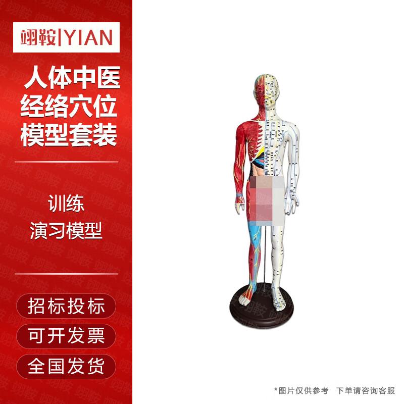 Yi An Human Body TCM Meridian Acupoint Model