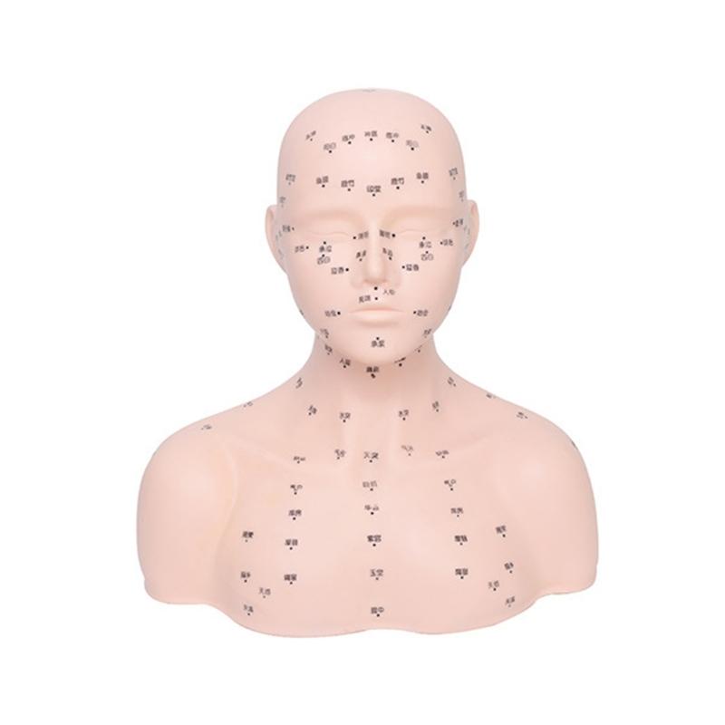 Realistic Massage Therapy Head Model Featuring Stable Filling Structure And Ergonomic Design For Beauty Academies