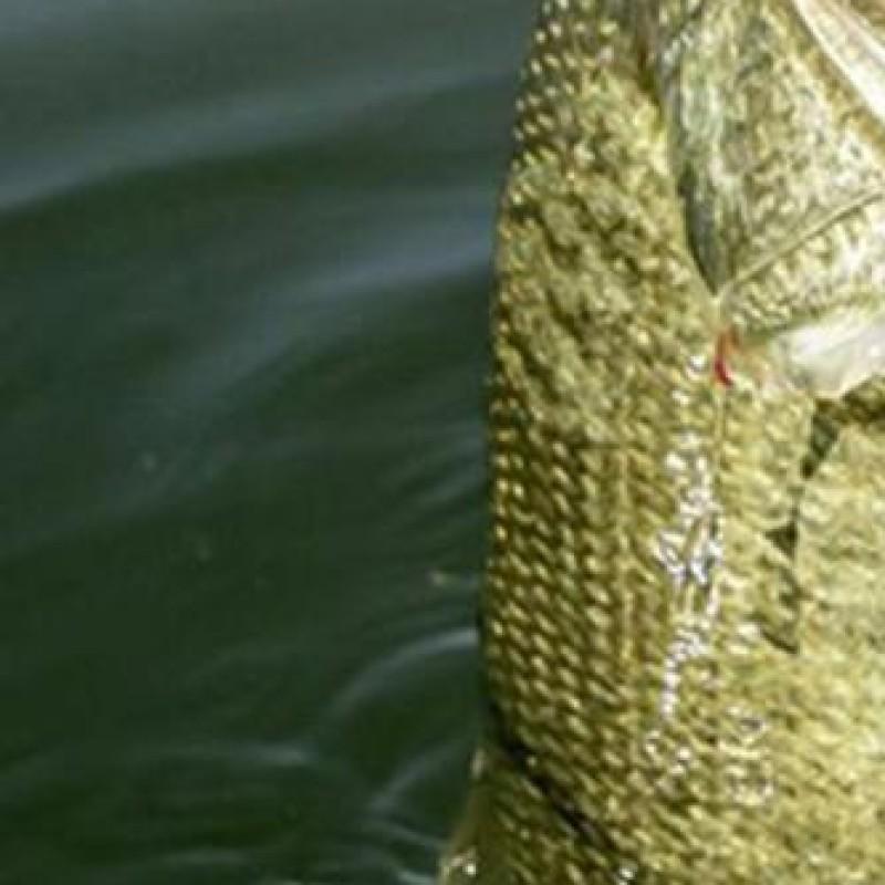 Mixer Fishing Bait Carp Blades Stainless Steel Groundbait Mixer Carp Fishing Lure Bait Whisk Mixing Tackles China Mainland