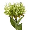 Hill Interiors Protea Lorea Stem Artificial Plant