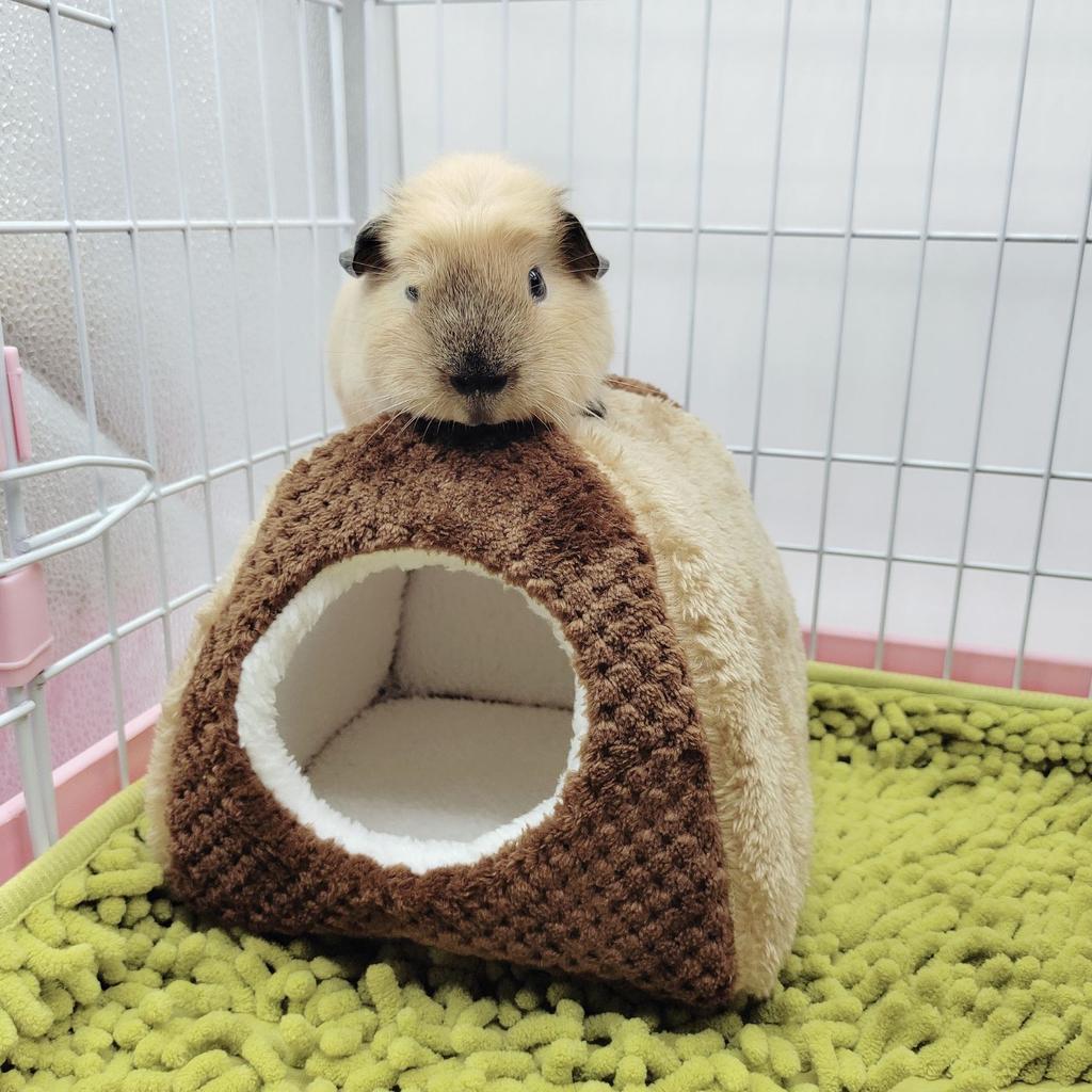 Small Pet 2 Tier Hammock Warm Plush Bed Cage Hideout Toy for Hamsters Chinchillas Squirrels Sleep Easy to Clean