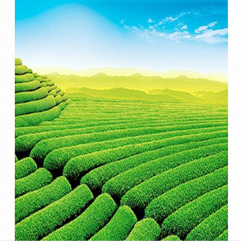 % 100 Organik Çay Premium Kral Sınıfı Ejderha İnci Çayı Çin Yeşil Çayı