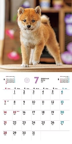 [S exkluzívnymi výhodami pre kupujúcich] Fukufuku Shibainu (Impress Kalendár 2024)