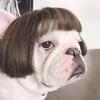 Regulable Dog Cats Wigs Soft Permeable Materials Easyly To Clean Perfect For Costume Parties Make Up