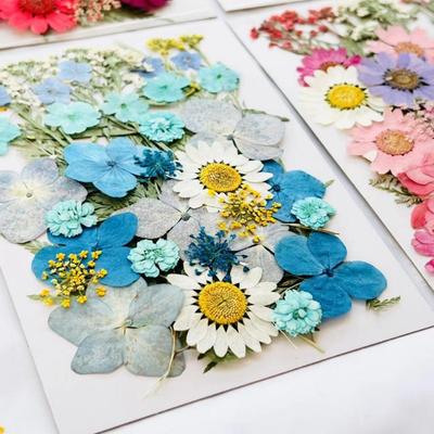 Sušené lisované květiny Skutečné lisované květiny Suché listy Hromadná sada přírodních bylinek pro scrapbooking Umělecká řemesla Epoxidové formy na šperky Výroba mýdla