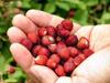 50 Seeds of Wild Strawberry "Queen of the Valleys" "Fresh and Organic Seeds"
