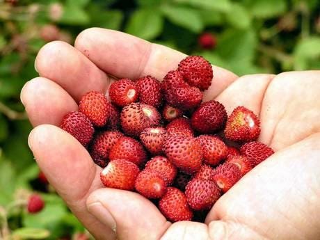 50 Seeds of Wild Strawberry "Queen of the Valleys" "Fresh and Organic Seeds"