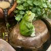 Estatua de Rana Pequeña Adorno de Rana Miniatura para Jardín Figura de Rana Linda de Resina para Interior Exterior Mesa Maceta Jardín de Hadas