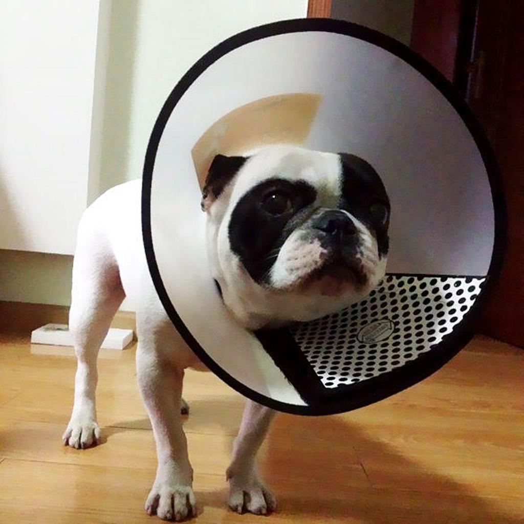 xxl dog cone