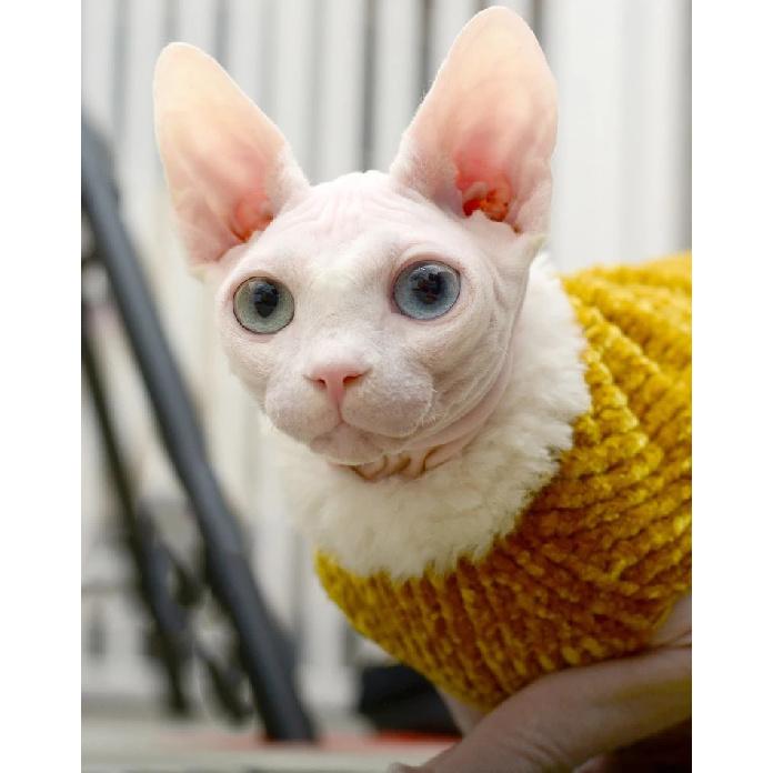 Devon Rex Thickening Plush Coat Cat Sweater Costume Sphynix Clothes Katten Sphynx Pullover Clothing Products for Winter Outwear