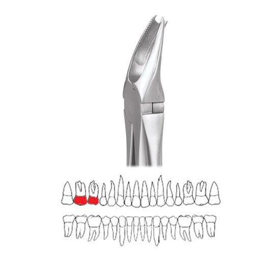 

GDC Extraction Forceps Upper Molar Right Premium Cowhorn- FX89P
