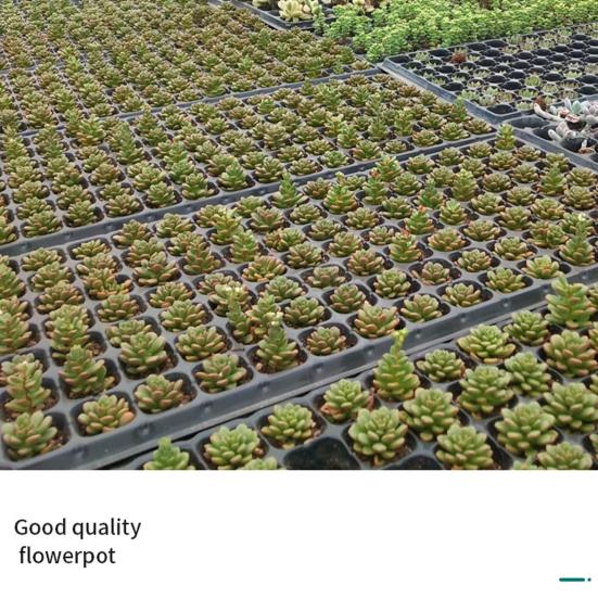 Large Capacity Sturdy Plant Grow Tray Plastic Practical Multi-purpose Planting Pot for Home