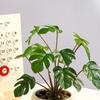 Realistic Simulation Green Plant Bonsai Elegant False Tropical Plants  Home Garden