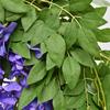 Wisteria Artificial Flower Vine Hanging Decoration for Ceilings and Air Conditioning Pipes