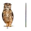 Fake Owl Scarecrow Bird Scarer Bird Control Devices Owl Decor Owl Scare Repellent Pest Control Scare Birds Away