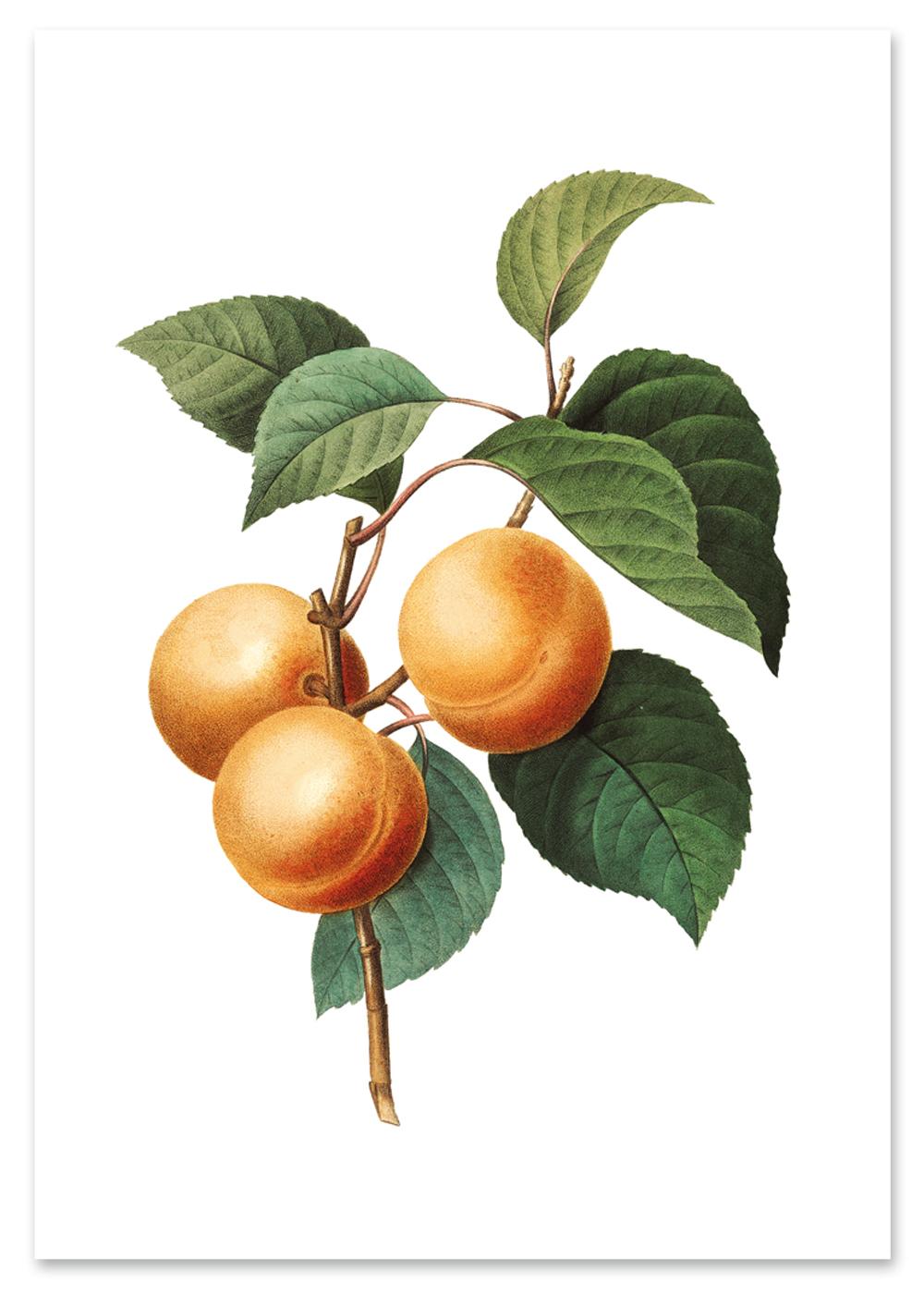 

Plakat morele morela vintage 30x40 cm