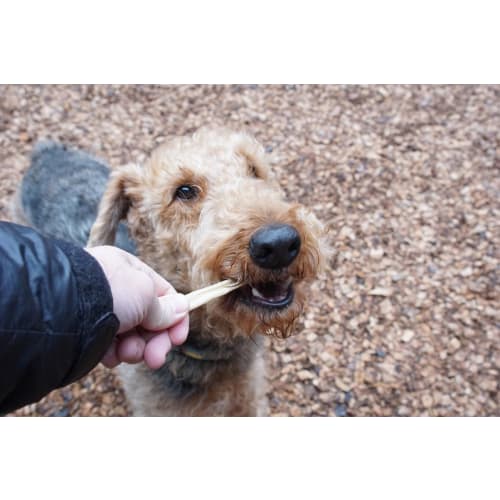 Fish Dental Stick Gum, White Fish Flavor, Medium Size, 60g