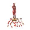 Human Muscle Anatomy Model with Internal Organs