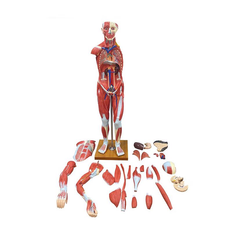 

Модель анатомії людських м язів з внутрішніми органами