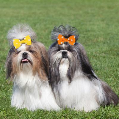 Hund Kleine Haarschleife mit Gummibändern Handgefertigt Haar Tupfen Schleife Haustierpflege Zubehör für Party Weihnachten Geburtstag