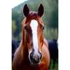 New 5D DIY Diamond Painting Horse Diamond Embroidery Animal Cross Stitch Full Round Drill Crafts Home Decor Manual Gift