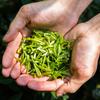 Qimen Black Tea Independent Package Honey Fruit Sweet-Scented Osmanthus New Tea