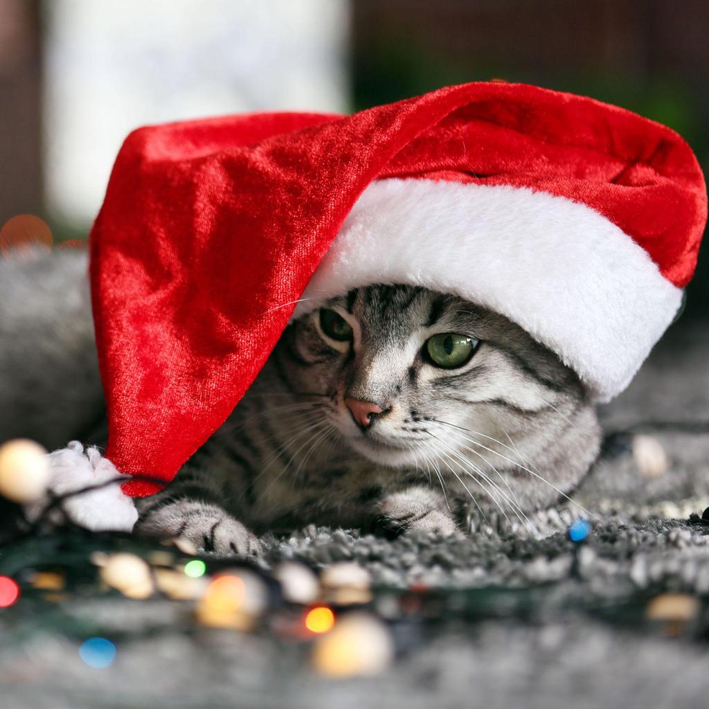 Pet Red Christmas Hat - Festive Little Red Riding Hood for Dogs & Cats