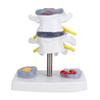 Anatomical Lumbar Disc Herniation Demonstration Model Human Spine School Training Supplies