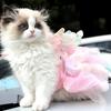 Dog Princess Dress Thin Cat Rainbow Butterfly Skirt Summer Girl Puppy Lace Tutu Dress for Small Medium Dogs Cats