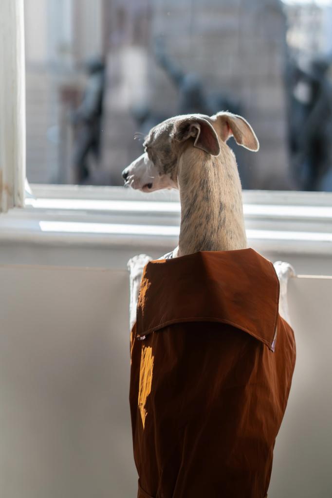 Water-repellent Dog Trench Coat - Chocolate Brown 7