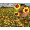 C-TS025 Spitzenqualität 100g Kunlun Schnee-Chrysanthemen-Tee Losblüten Duftender Chinesischer Kräutertee