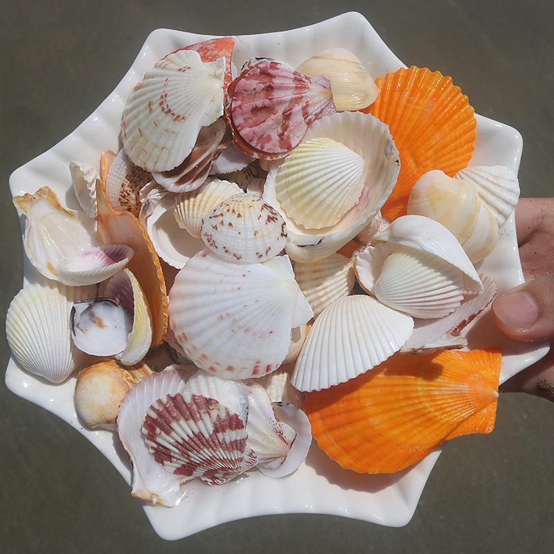 Handmade Natural Seashell Conch & Starfish Frame for DIY Fish Tank or Landscaping