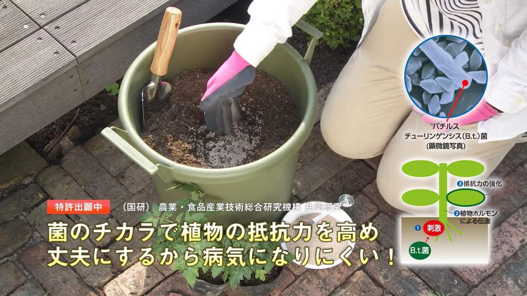 Sumitomo Chemical Gardening Benica Insecticide and for and Diseases X-Guard Fungicide, Granules, 550g, Long-lasting, Flowers, Vegetables, Insects,