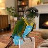 Breathable Bird Flight Suits Adjustable Bird Flight Clothes Bird Traction Rope  Pet Walking