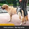 Köpek – Köpek Tasmaları ve Tasma Kayışları
