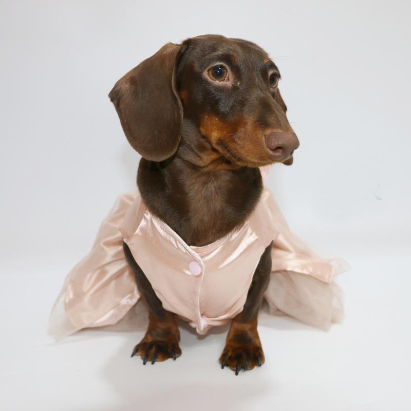 Lace Sleeveless Dress for Dachshund Dogs Summer Pink Suspended bubble Skirt For Female Dachshund Dogs in Spring Party Weeding
