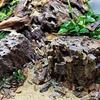 Large Branch Driftwood Natural Micro Landscape Decoration Driftwood Ornaments  Reptiles