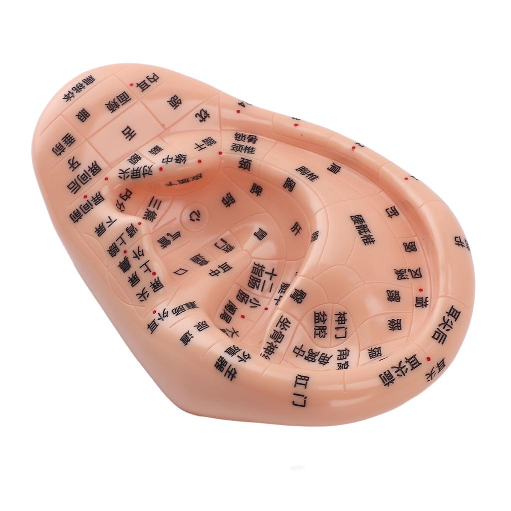 17cm Acupuncture Points Ear Massage Model Ear Zone Massage Model for Teaching Reflexology with