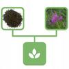 Willawell Iwan Chay Leaf Granulated 200 G 100% Natural