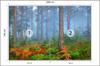 Photomural Forest In Fog Washable Fleece 208x146