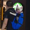 Breathable Pet Dog Carrier Bag for Large Dogs Golden Retriever Bulldog Backpack Adjustable Big Dog Travel Bags Pets Products