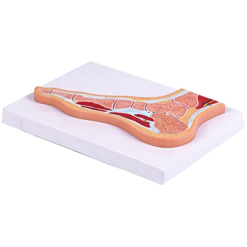 Educational PVC Foot Joint Anatomy Model Sectional Anatomical Ankle Foot Joint Model For Education And Clinical Settings