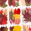 DIY Kit: Pressed Flowers, Leaves & Plants for Handmade Resin Bookmarks