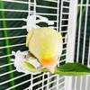 6Pcs Plastic Pet Bird Food Clip Portable Mini Birds Food Holder Practical Parrot Fruit Vegetable Clip Bird Cage Accessories