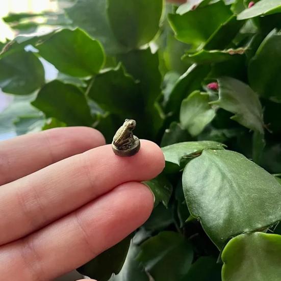 Animal Door Hinge Head Magnetic Bronzed Hinge Topper Decoration Doors Cabinets Furniture Hinge Pin Topper Accessory