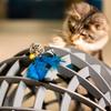 Interactive Cat Feather Bell Ball Toy
