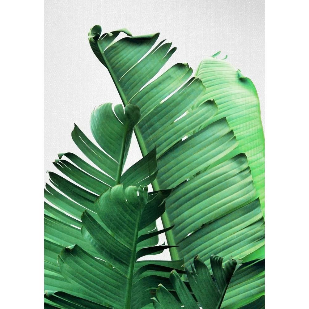 Tropical Plants Poster and Print Toucan Bird Flamingo Parrot Pineapple Canvas Painting Nordic Wall Art Picture Home Decor Cuadro